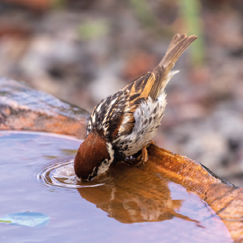 Paneel Koofsigning: 988 x 988 mm. Vogel waterschaal